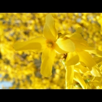 Forsythia cv. Beatrix Farrand (fam Oleacees) (03)